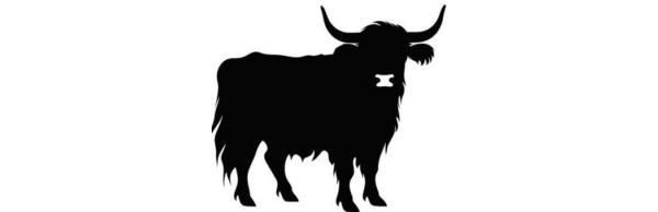highland_coo.jpg
