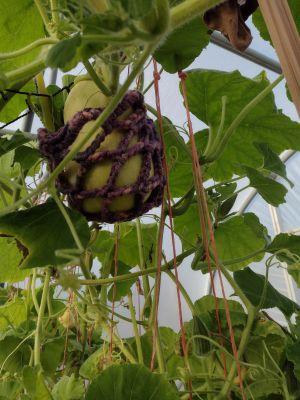 community_garden.jpg